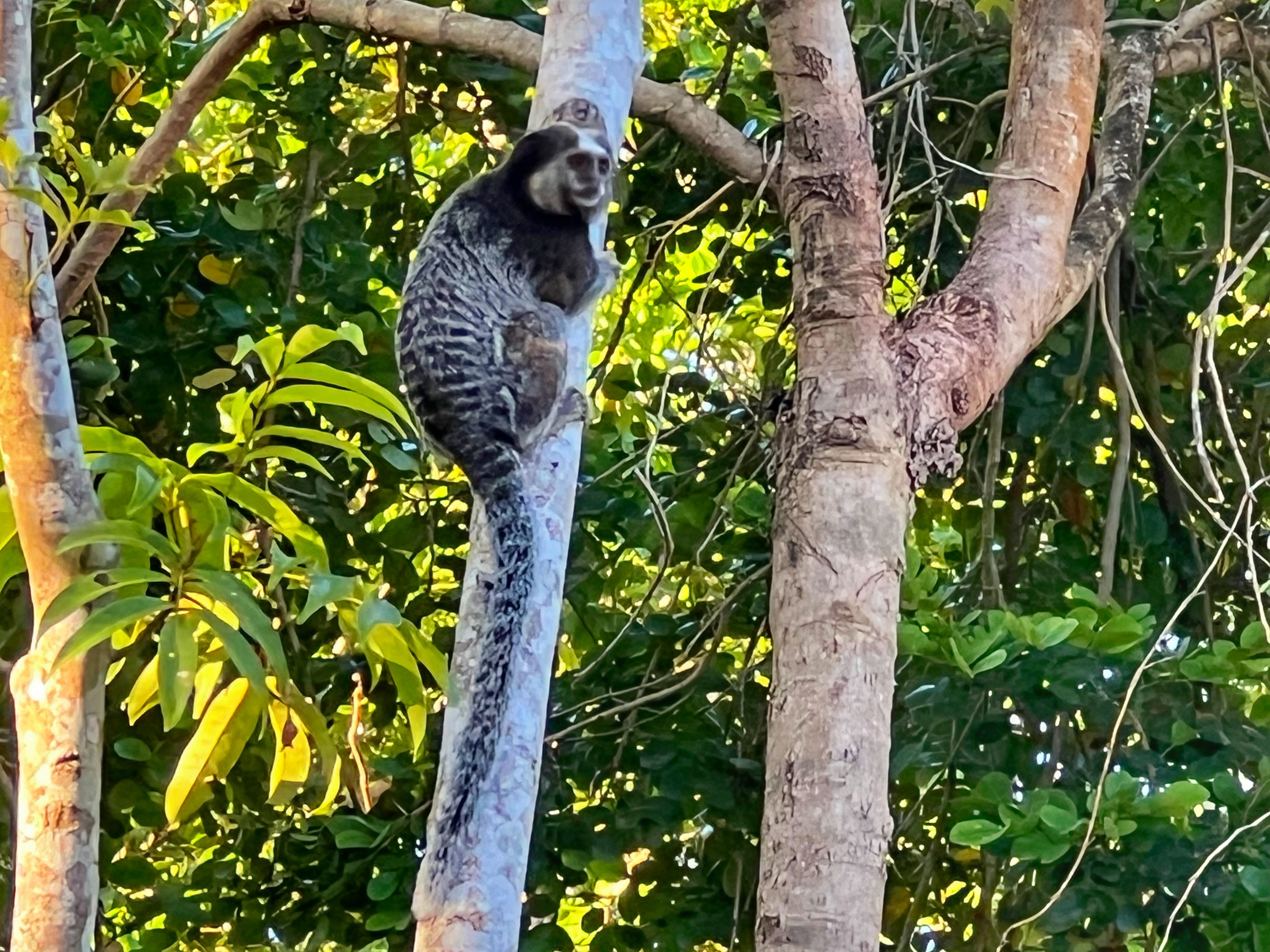 Local marmoset in natural habitat